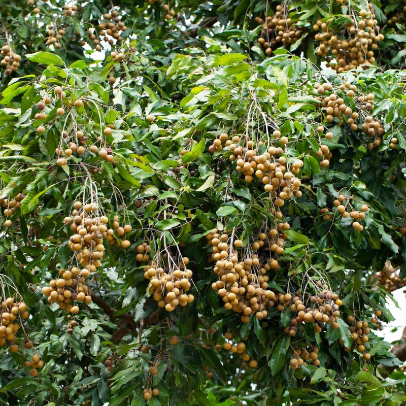 Sweet Longan Tree Live Plant Outdoor, 3 Gallon Pot, Longan Fruit Tree from 2 to 3 Feet in Height No Ship to CA