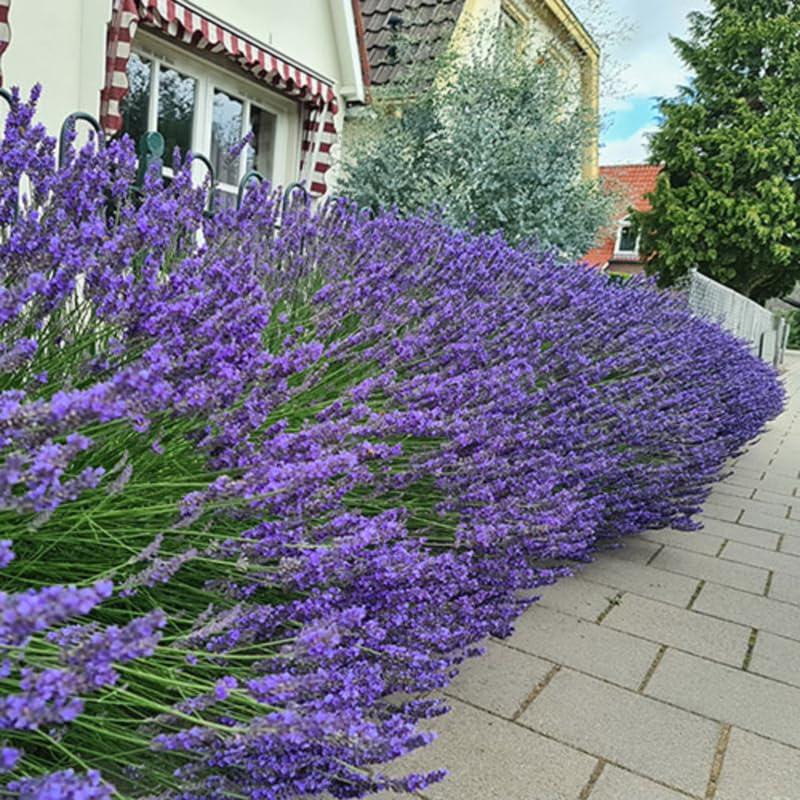 Set 2 Very Fragrant Lavender Plants Live, Fragrant Lavender Herb Plant for Border and Container Growing, Perennial Lavenders Plugs 3-5'' Tall