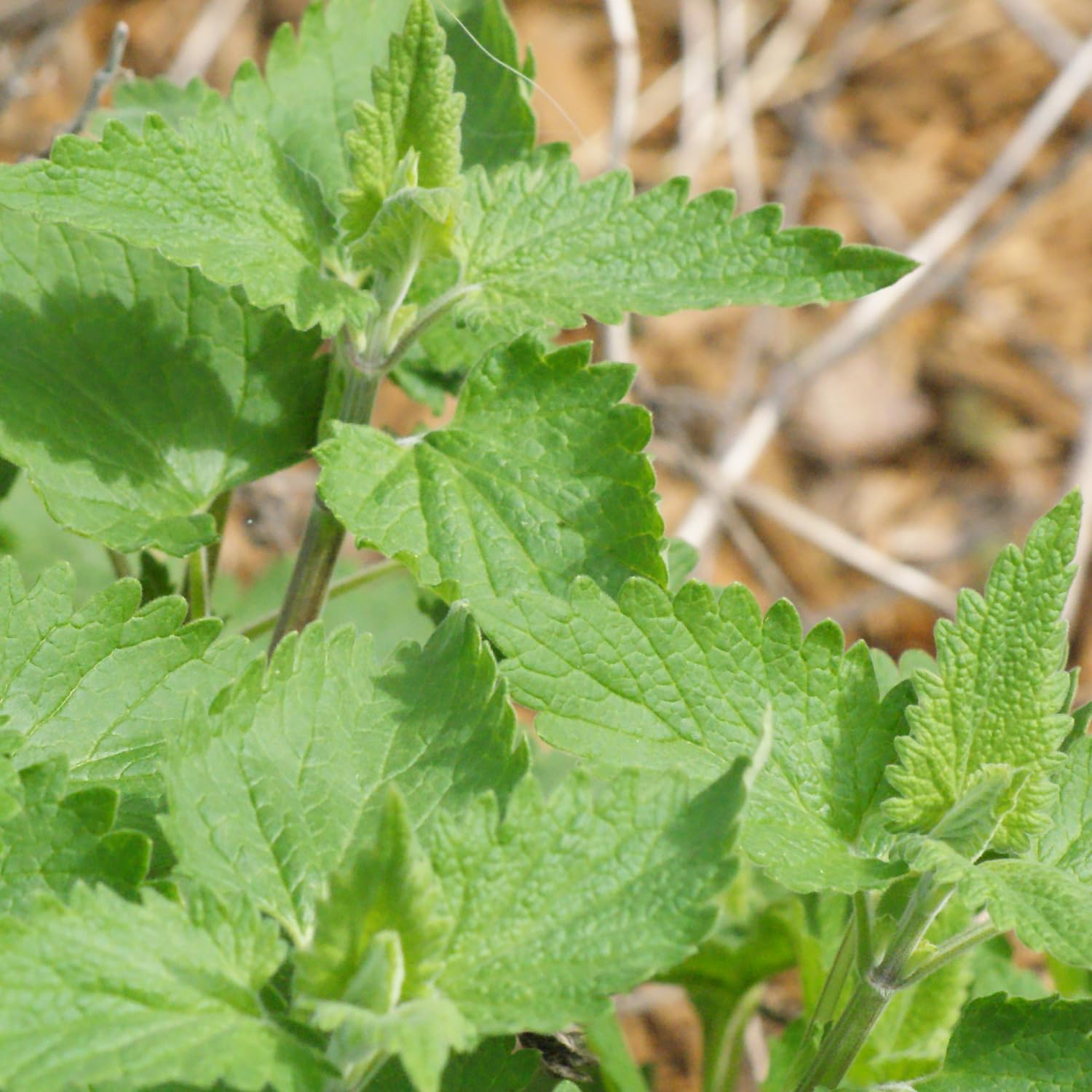 4 Live Catnip Plants, Catnip Mint Plants for Home Garden, Containers Growing, Size 3 to 6 Inch Starter Plants, No Pot, Well Rooted