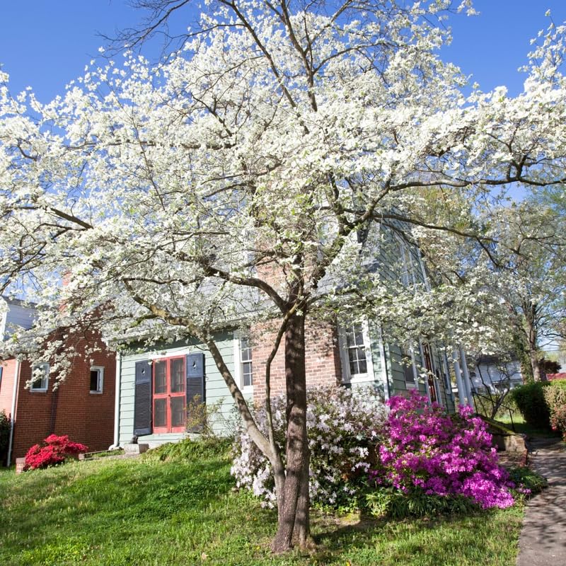 White Dogwood Tree Live Plant, 6-12 Inch Tall Hardy Dogwood Plant in Quart Pot, Dormant in Winter