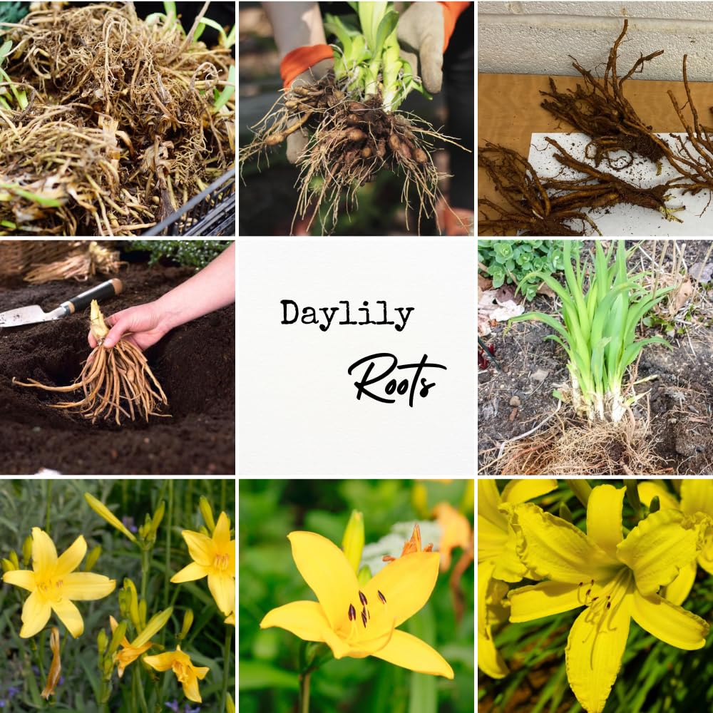 5 Yellow Daylily Bulbs for Planting, Reblooming Daylilies Bulbs, Perennial Flowers Bulbs