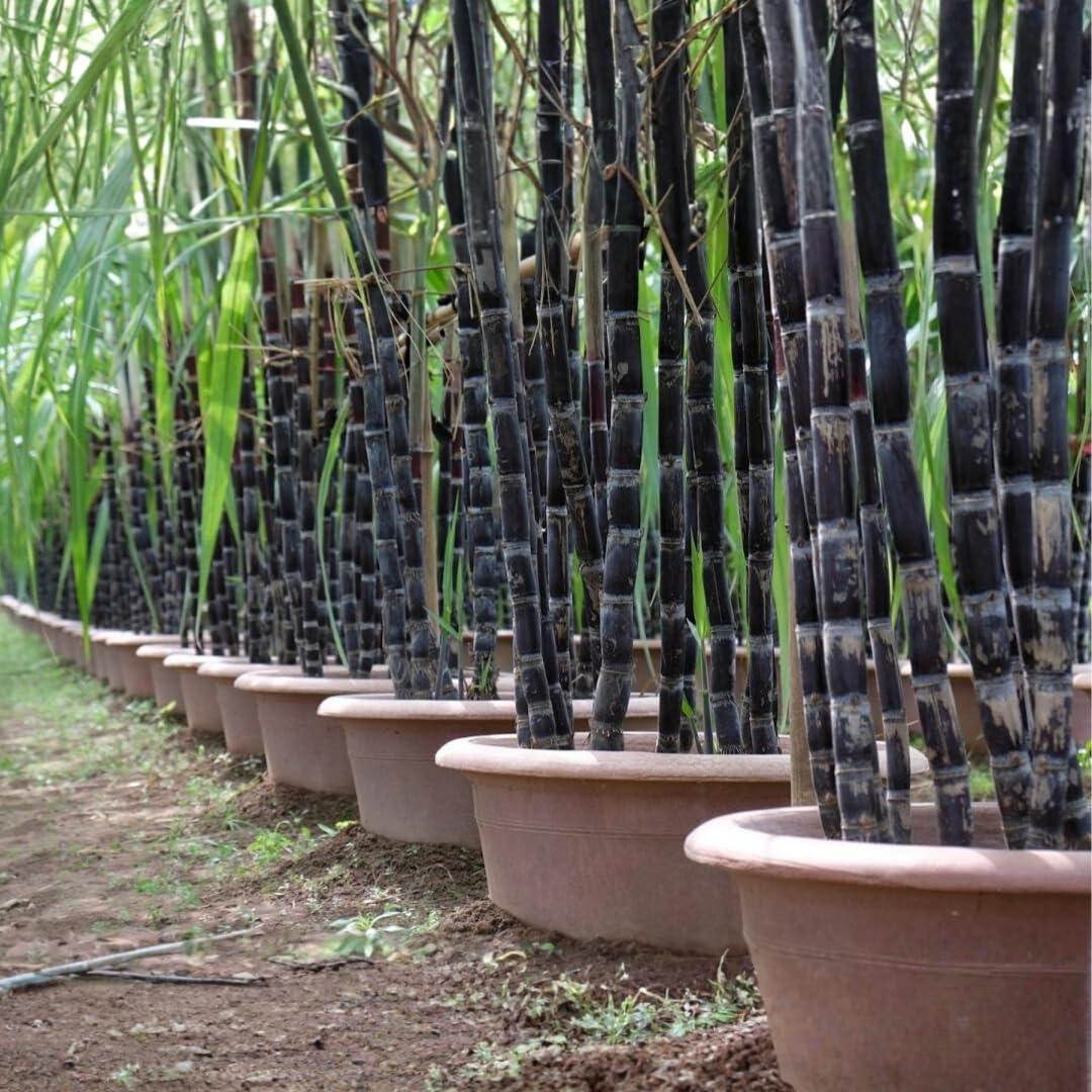 10 Purple Dark Sugar Cane Plants Live Stick Cuttings for Planting, 2-3" in Tall Each Cutting for Easy Growing Sweet Sugarcane, Fresh and High Yield