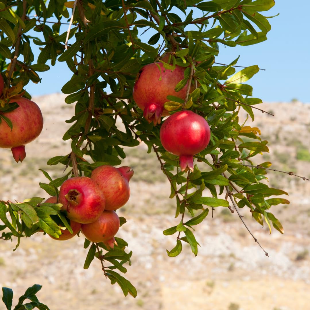 Pomegranate Plant Live, Sweet Pomegranate Fruit Tree, Tropical Fruit Plant, 4-7 Inches Tall, Ready for Growing, No Pot