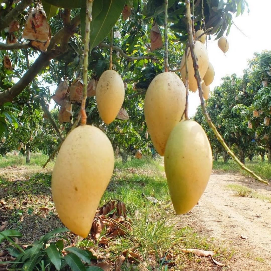 Mango Tree Live Plant, Sweet Mango Plant, Tropical Fruit Tree in 3 Gallon Pot for Outdoor Planting (Lemon Mango Tree)