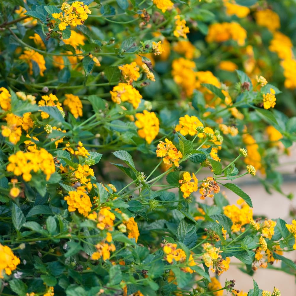 2 Lantana Plants Live, Lantanas Live Plants for Planting Indoor Outdoors, Perennial Flowers, 4-9 Inch Tall Well-Rooted (Multicolor Lantana)