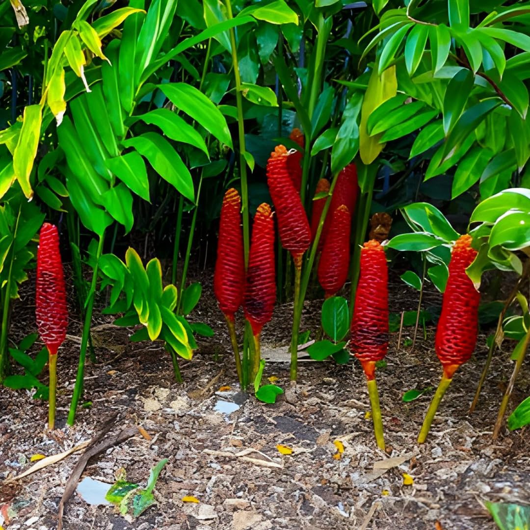 Ginger Curcuma Live Plant for Outdoor Planting, Very Hardy, Herbs Plants Perennial for Zones 8 to 11, Size 5-9" in Tall, No Pot, Shampoo Ginger Red Color
