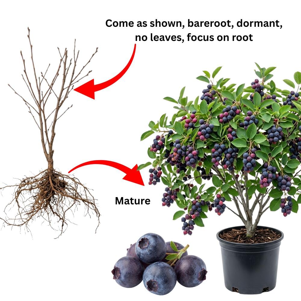 Edible Serviceberry Plant 6-12 Inch Tall