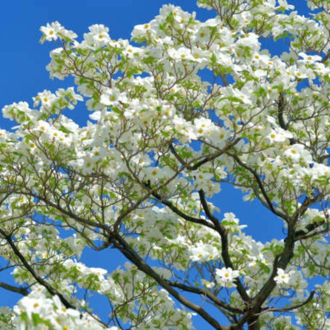 White Dogwood Tree Live Plant, 6"-1 Ft Dormant Bare Root, Flowering Dogwood Plant Well Rooted Cold Hardy Ornamental Trees Plants Outdoor