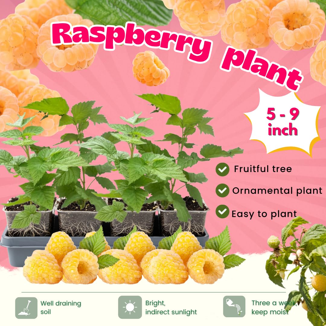 4 Fall Gold Raspberry Plants Live, 5-9 Inch Tall, Raspberry Fruit Trees for Outdoor Growing, Raspberry Seedling