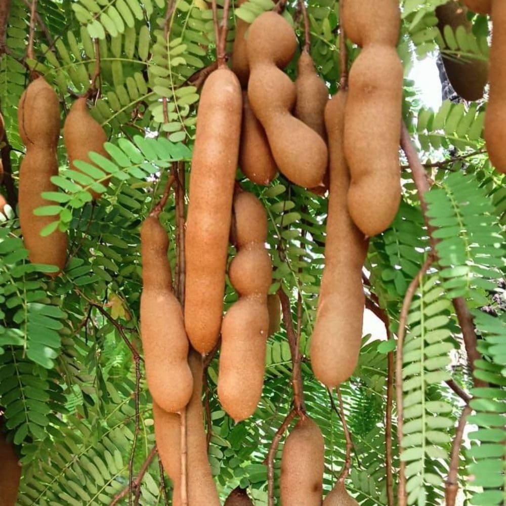 Live Tamarind Tree 18-24"Tall in 1 Gallon Pot, Live Tropical Fruit Plant, Tangy Tamarind Fruit Tree for Planting Outdoor Garden, No Ship to CA