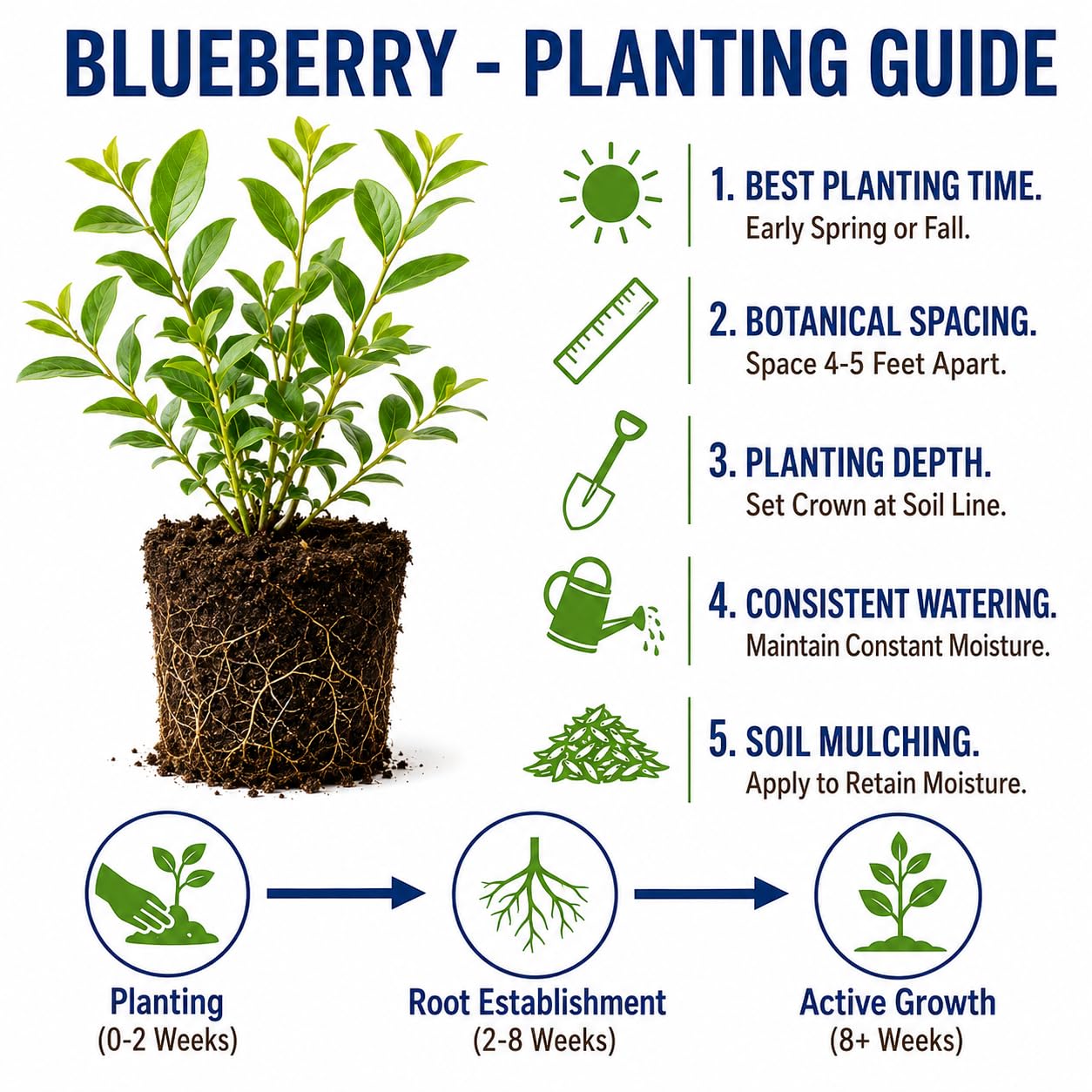 Blueberry Plant Live 1-2 Ft Tall, Fruit Bearing Already, Sweet Blueberries Fruit Tree for Garden, Patio, and Container Growing, 1 Gallon Pot (Prince Blueberry)