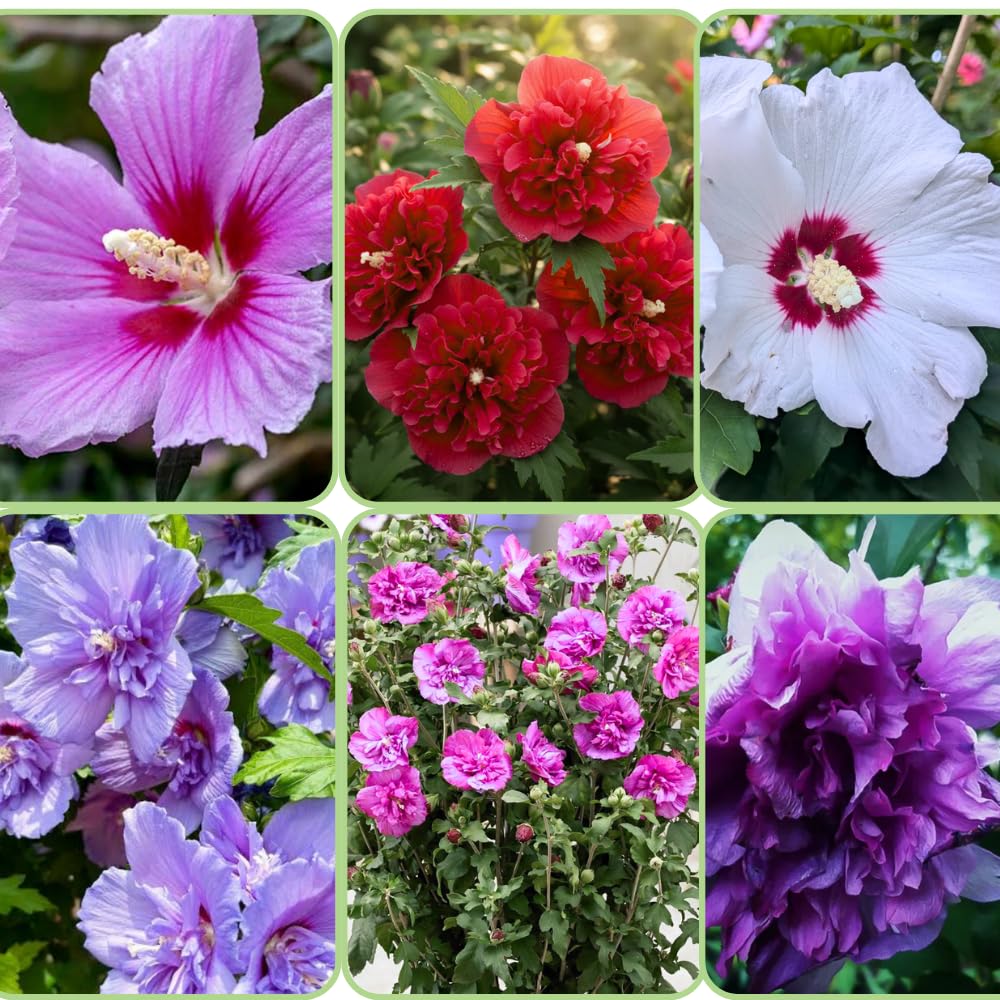 2 Mixed Althea Rose of Sharon Plants Live Trees Seedlings, 1 Year Old Bareroots 1-2 Feet Tall, Winter Hardy, Flowering Shrubs for Outdoor Planting, Multicolor on One Plant
