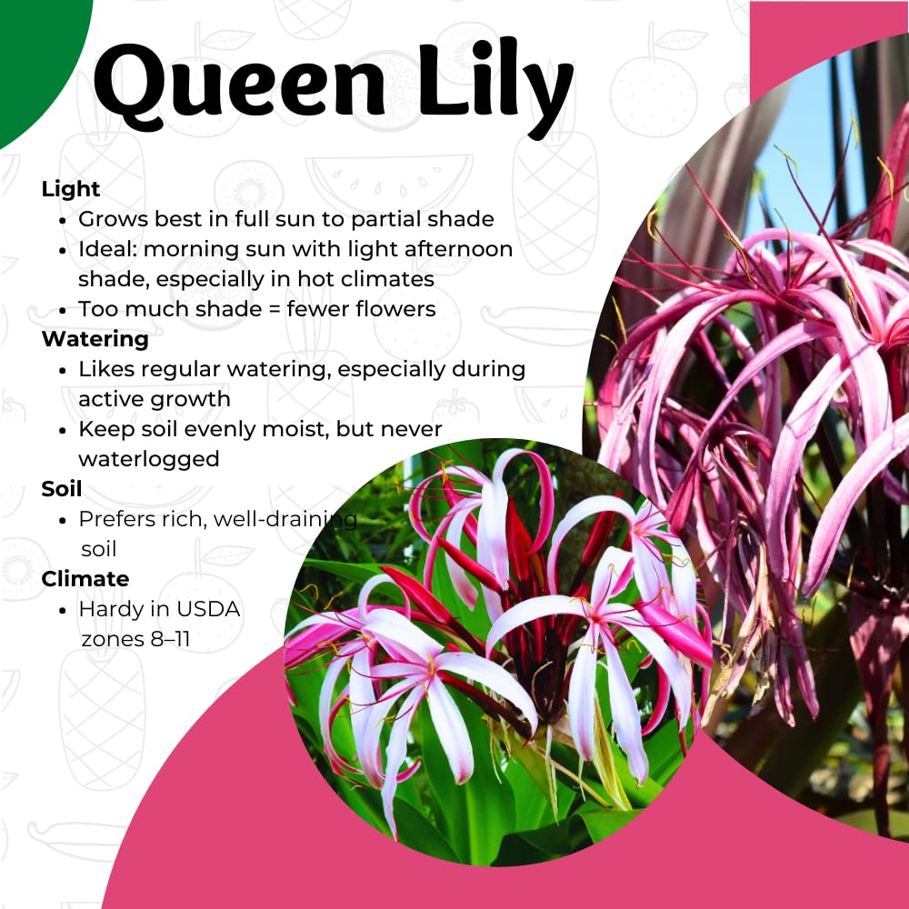 Queen Lily Live Plant, Pink White Lily Plant Live, 2-2.5 Feet Tall, Tall Fragrant Flowering Lilies in 1 Gallon Pot