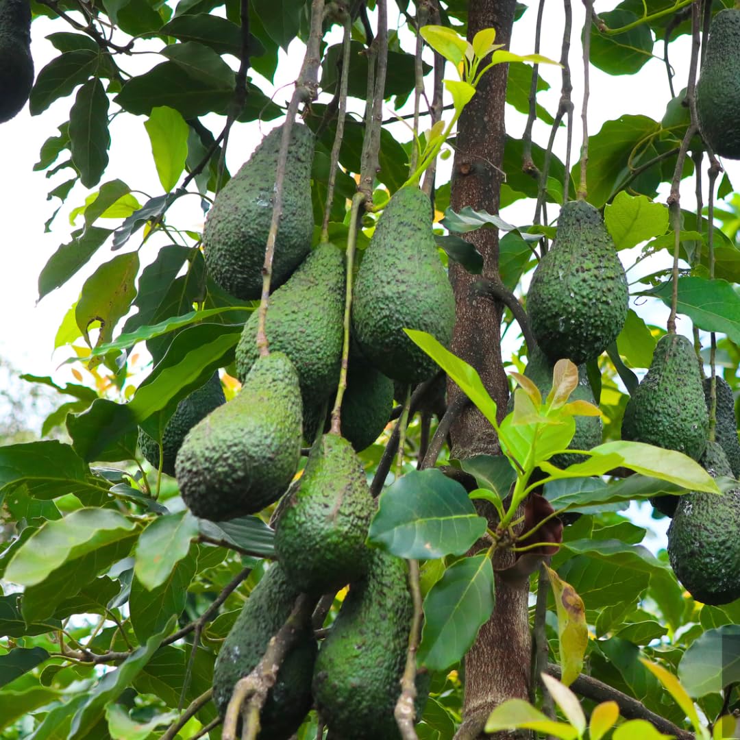 3 Gallon Big Avocado Tree Live Plant, 1-2 Ft Well Rooted, Ready to Bear Fruit, 2 Years Old Live Avocado Tree Plant Grafted (Dwarf Super HASS)