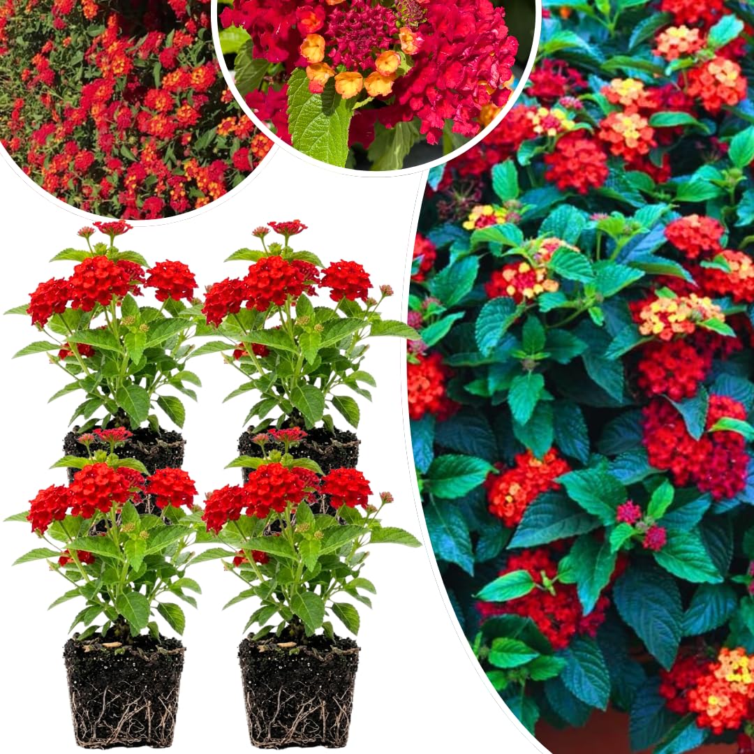 Pack 4 Lantana Plants Live for Planting, Trailing Live Plants 4-9 Inch Tall, Perennial Lantanas Flowers Indoor Outdoor (Red Lantana)