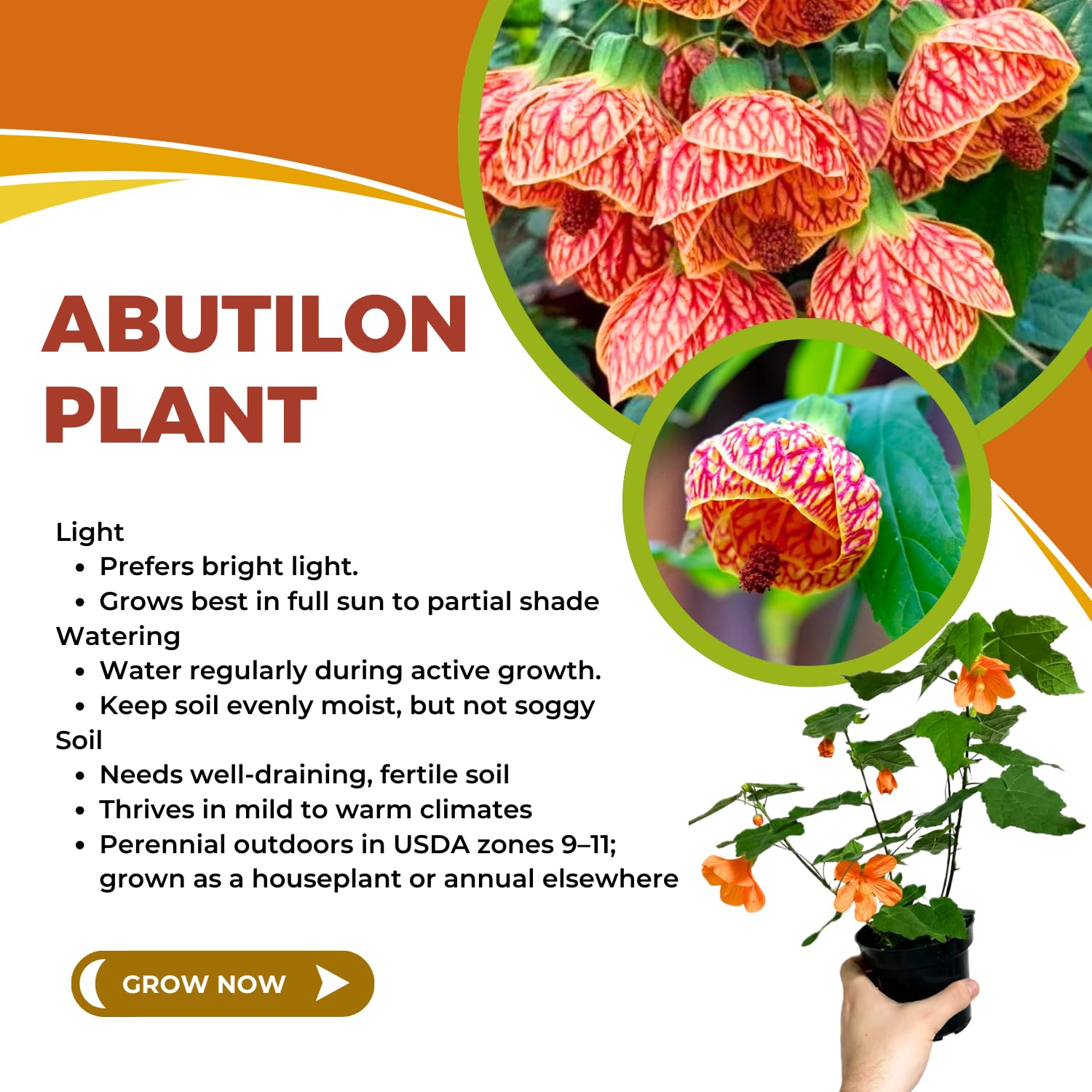 Set 2 Abutilon Plants Live, Trailing Abutilon Vine Hanging Lantern Flowers, 5-9 Inch Tall Indoor Outdoor (Orange Abutilon)