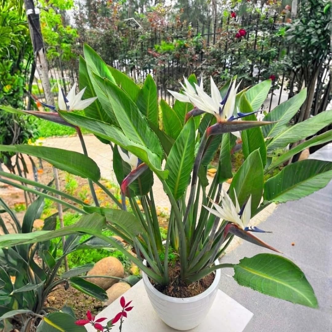2 White Bird of Paradise Plants Live, Cold Hardy, 4-7" in Tall, Fast Growing, Strelitzia Reginae Flower for Spring Landscaping Ornamental Indoor Outdoor