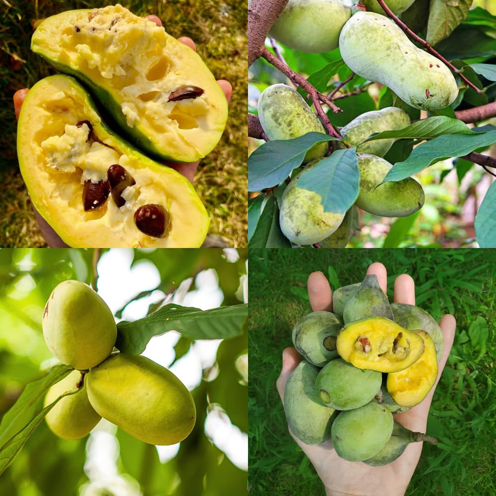 Pawpaw Fruit Tree Live, Tropical Paw Paw Tree Well Rooted in Quart Pot, 1 Year Old Edible Pawpaw, Dormant in Winter