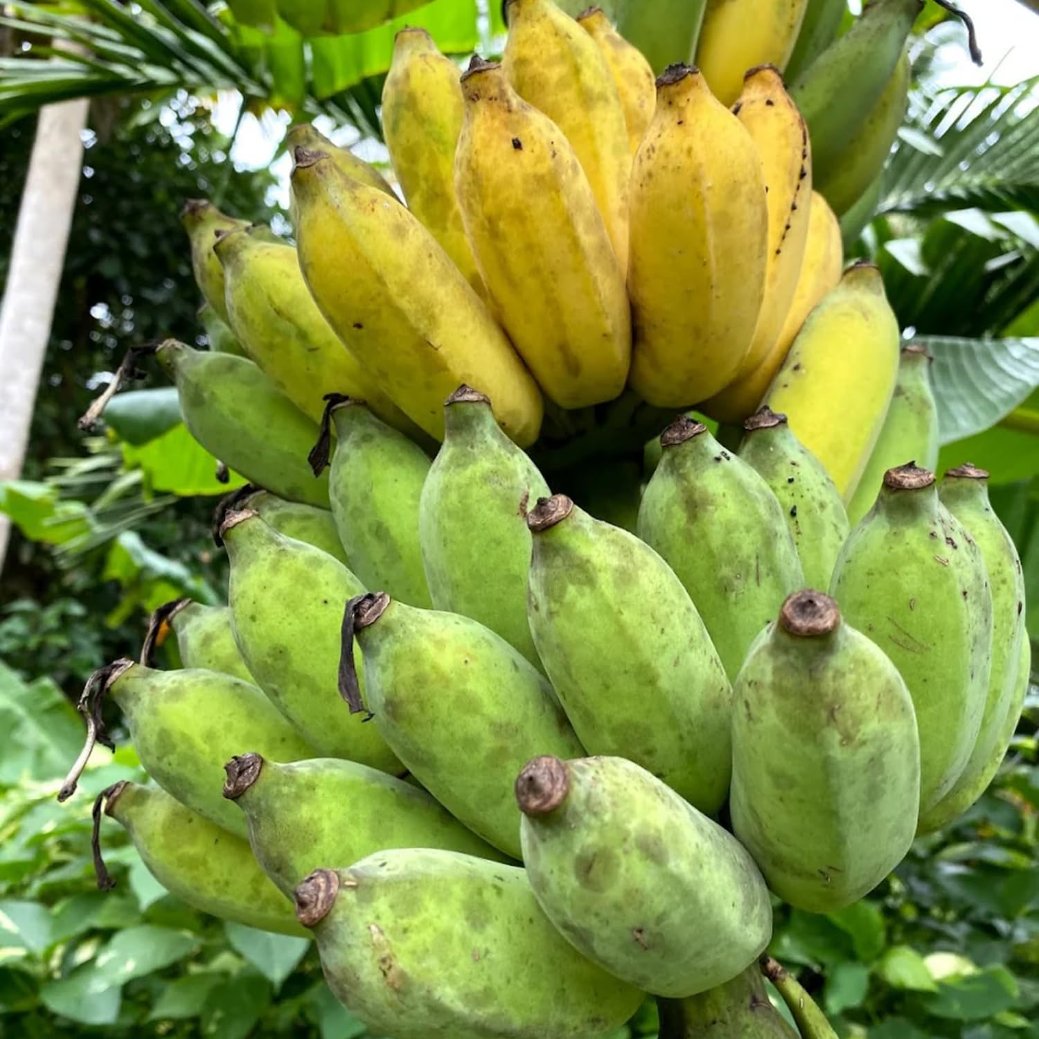 Thai Banana Tree Live Plant, Well Rooted 4-8" Tall, Cold Hardy Tropical Banana Plant Live Well Rooted, Live Banana Fruit