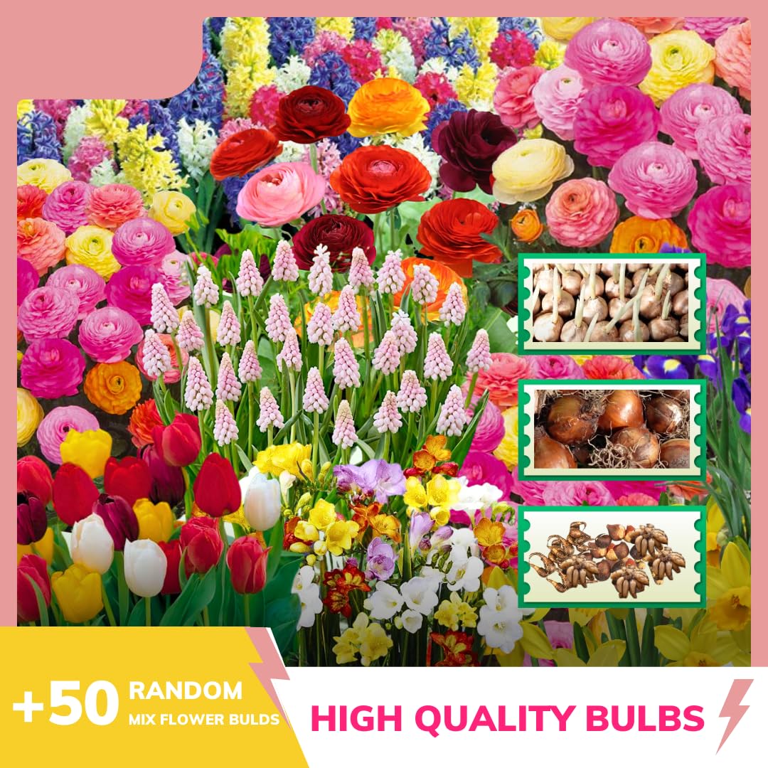 Multicolor Flowers Bulbs for Spring Planting, Perennial Flower Bulbs, Early Spring Flower to Plant Outside, Colorful Blooms Groundcover Bulbs, Top Size