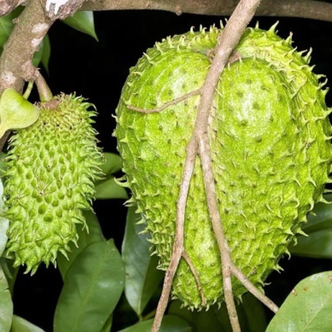 Live Grafted Soursop Tree, Guanabana Fruit Tree, 3 Ft Tall in 3 Gallon Pot, Sweet Tropical Fruit, Ready to Grow