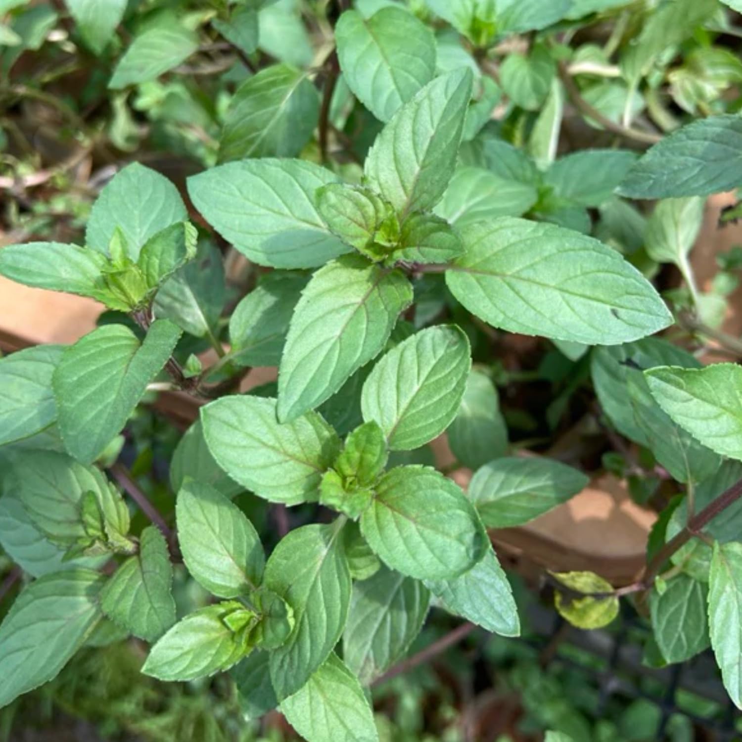 Pack 3 Chocolate Mint Live Plants, 4-8" Tall Fragrant Herb Mint Plants Live for Garden, Containers, Well Rooted Starter Plants