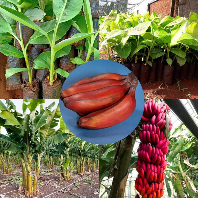 Red Banana Plant Live for Planting, Banana Trees Live Plants for Outdoor Indoor Planting, Cold Hardy, 4-7" in Tall, No Pot, Musa Plant