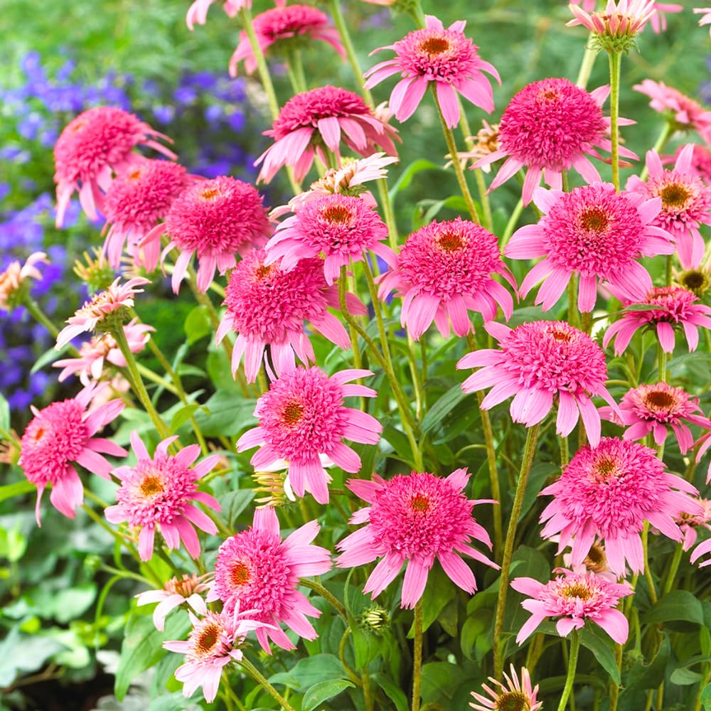 Double Pink Coneflower Live Plant, Echinacea Plants Hardy Flowering Perennial, Starter Plant 3-5 Inch
