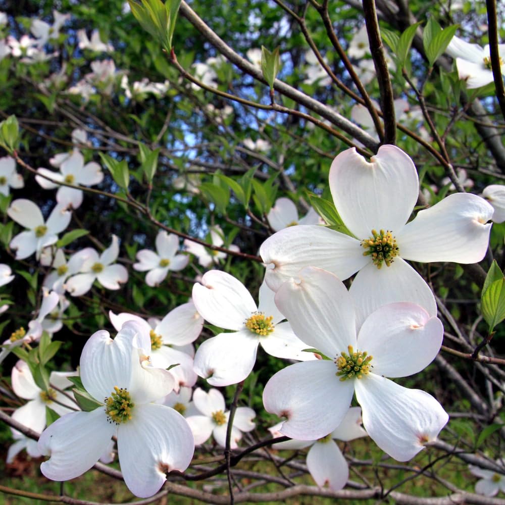 Dogwood Bare Root Plant, Flowering Dogwood Tree Live Plant, 12-18 Inches Tall, Spring Blooms, Flowering Ornamental Tree for Outdoor Garden