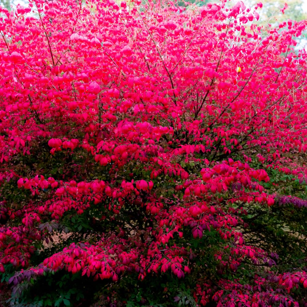 10 Dwarf Burning Bush Bare Root Plants, 4-8" Tall, Hardy Ornamental Shrub, No Ship to NY, NH, MA, VT