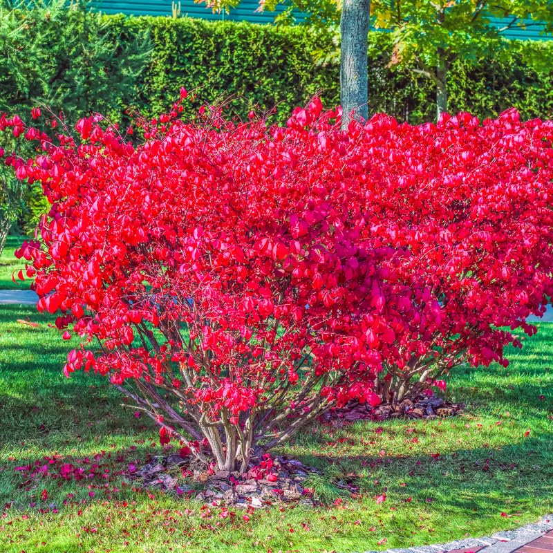 Dormant Burning Bush Shrub Live Plant, Dwarf Burning Bush Perennial Plants in Quart Pot, Outdoor Garden Growing, No Ship to NY, NH, MA, VT