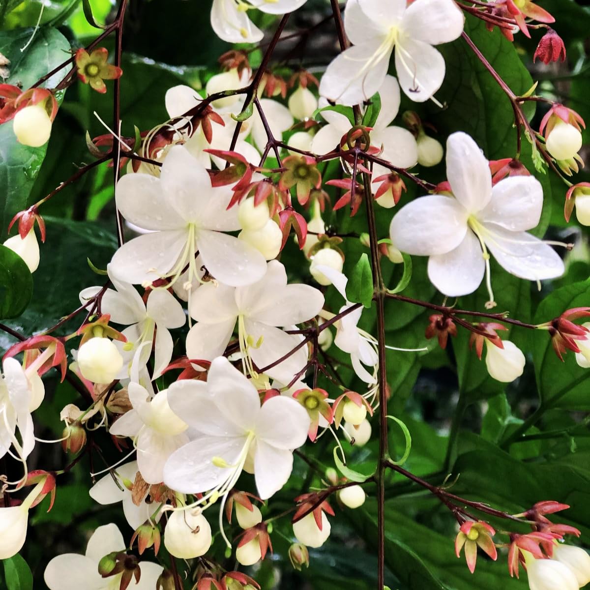 Clerodendrum Smithianum Plant, 1-2 Ft Tall, 3 Gallon Pot Fragrant Light Bulb Chain of Glory Flowers Vine Bush, Clerodendrum Plants, Well Rooted for Planting Outdoor