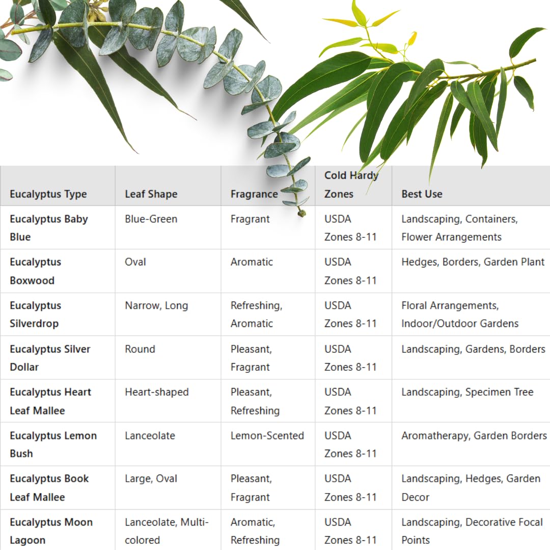 Set of 3 Silver Dollar Eucalyptus Trees Live Plants Bushes for Containers and Landscapes, Easy-Care, Starter Size, 3.5 to 6 Inc Tall, No Pot, Fragrant, Cold Hardy