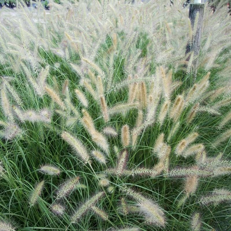 YOKEBOM 2 White Fountain Grass Plants Live for Planting, Ornamental Grass for Landscaping, Hardy Grasses Clupms 4-7 Inch Tall Well Rooted