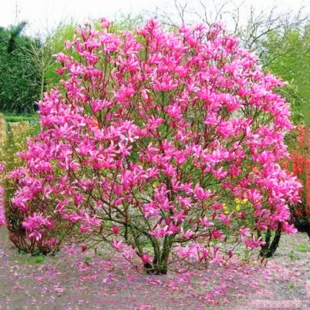Jane Magnolia Trees Live Plant, Fragrant Magnolia Plants Live in 3 Gallon Pot, Vibrant Purple Flowers for Spring Blooms, 2 to 3 Feet Tall, No Ship to CA
