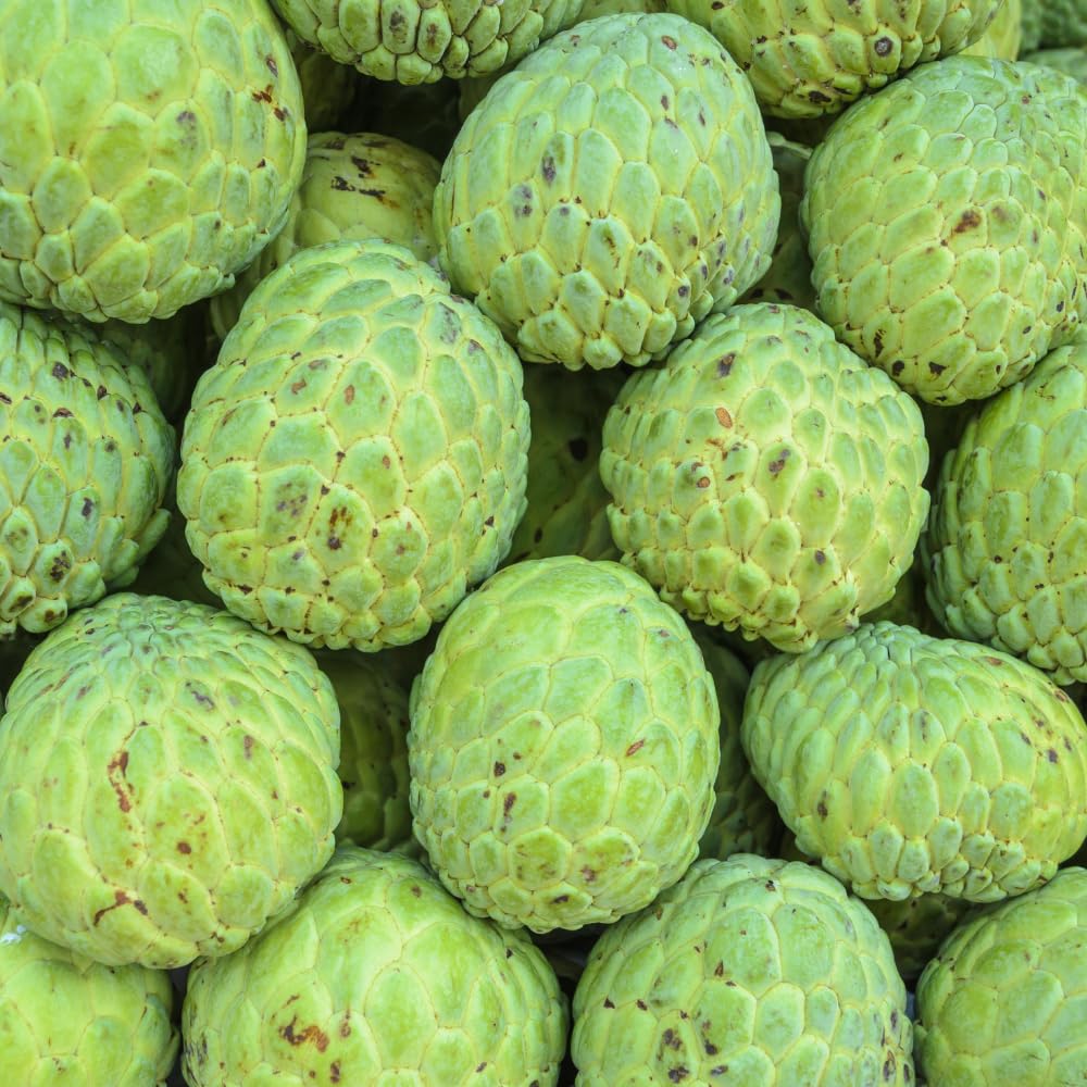 Sugar Apple Tree Live Plant, Green Sugar Apple Fruit Trees Live Plants, 1 Gallon Pot, 1-2 Feet Tall, Sweet Fruits, Ready for Outdoor Garden, No Ship to CA