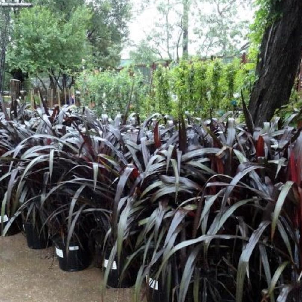 2 Fountain Grass Plants, Black Fountain Grasses for Planting Perennial, 5 to 10 Inches Tall Ornamental Grass Plant Garden Indoor Outdoor