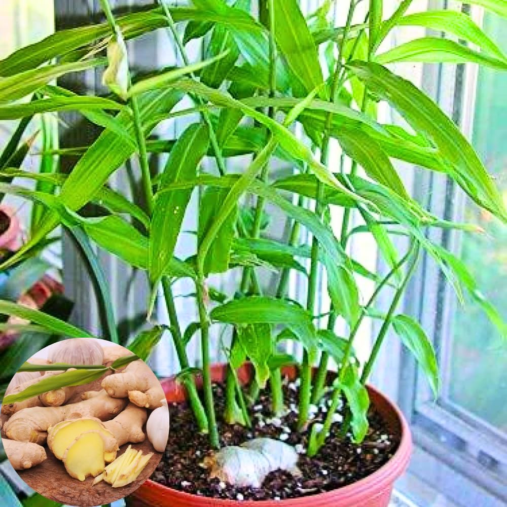 Set 3 Ginger Zingiber Plants Live Well Rooted Plant, 4-8” Tall, Great for Indoor Outdoor Growing