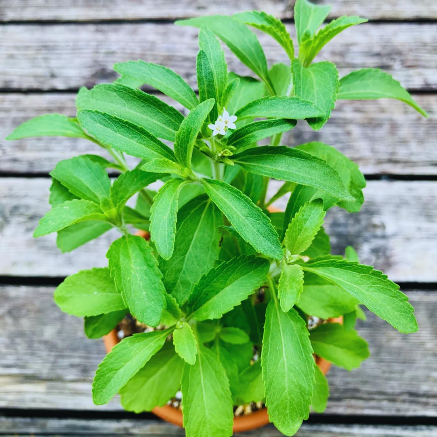 2 Stevia Plants Live, 4 to 7 Inc, Stevia Herb Live Plant No Pot Gardening Outdoor