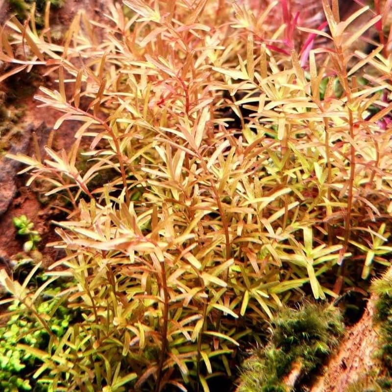 Orange Rotala Plant Stems, Live Aquarium Plant - 1 Clump Bundle