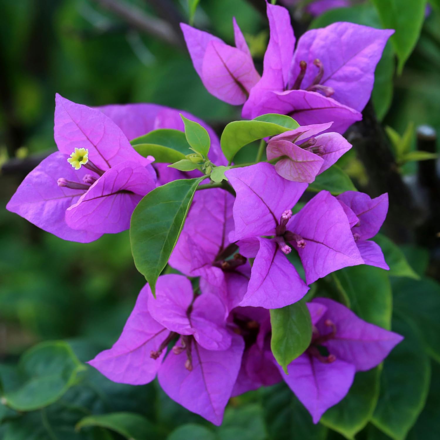 Set of 4 Mix Bougainvillea Plants,5-8" Bougainvillea Live Plants, Colorful Tropical Blooms, Perennial Vine, Well-Rooted
