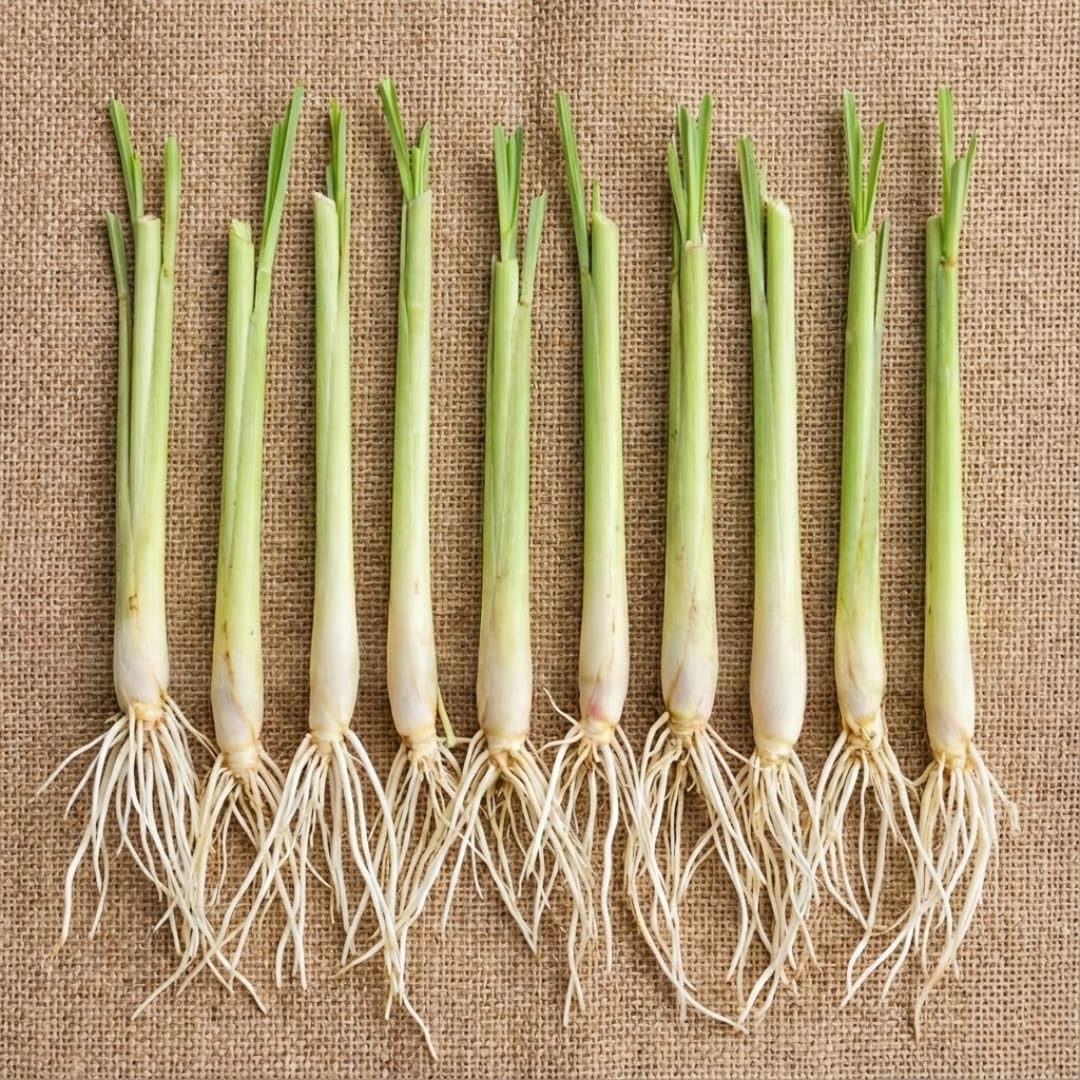10 Lemon Grass Live Plants Stalks 5-9” Tall, Fragrant Herb Lemongrass Plants Live for Outdoor Spring Planting,Hardy Culinary Herb Zones 9-11