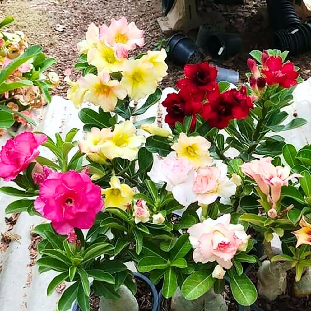 Pack 2 Mixed Desert Rose Plants Live, Adenium Obesum Succulent Live Plant (4–8” Tall), Indoor Outdoor Home Garden