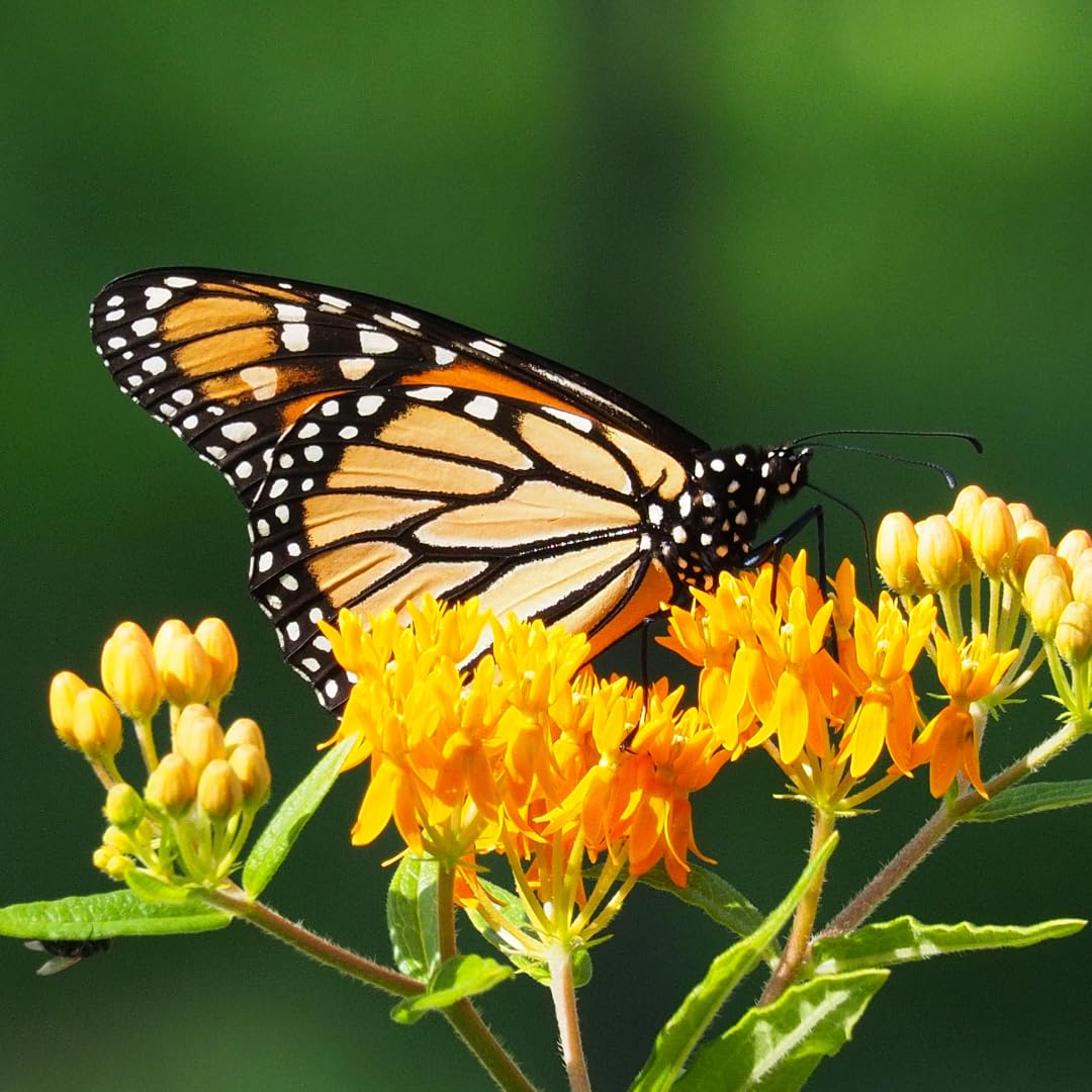 Set of 2 Live Milkweed Plants, Perennial Butterfly Milkweed Plants, Asclepias Tuberosa Plant, 5-8 Inch Tall for Indoor or Outdoor Planting, No Pot (Yellow Milkweed)
