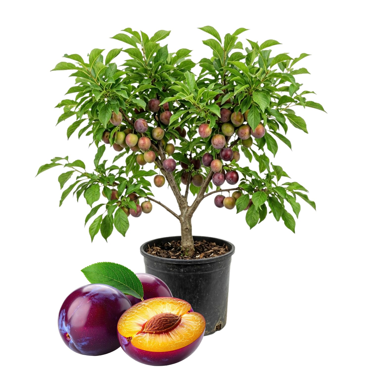 Santa Rosa Plum Tree Live Plant, 2-3 Feet Tall in 3 Gallon Pot, Plum Plant Large Fruit, Cold Hardy, Well-Rooted Fruits Tree, Outdoor Growing, No Ship to CA