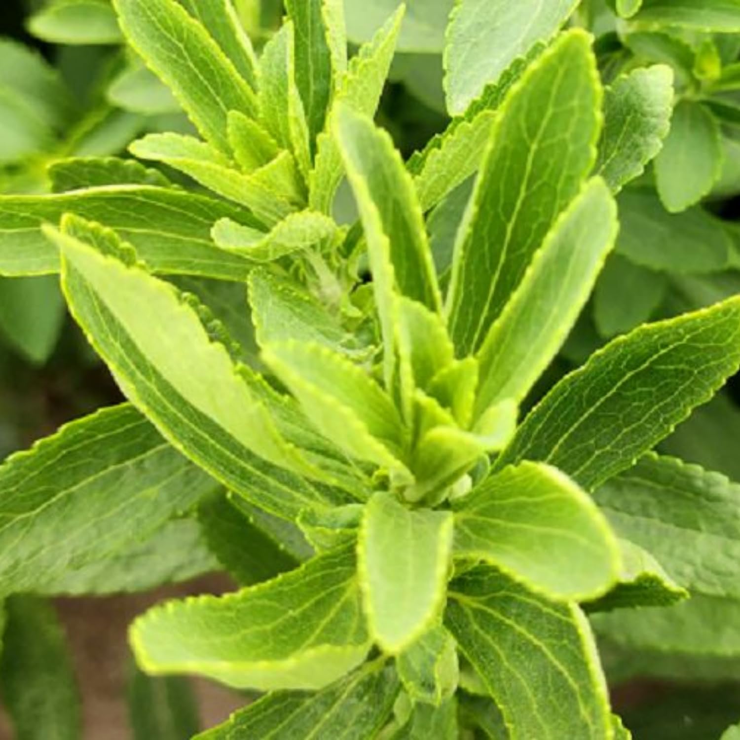 2 Stevia Plants Live, 4 to 7 Inc, Stevia Herb Live Plant No Pot Gardening Outdoor