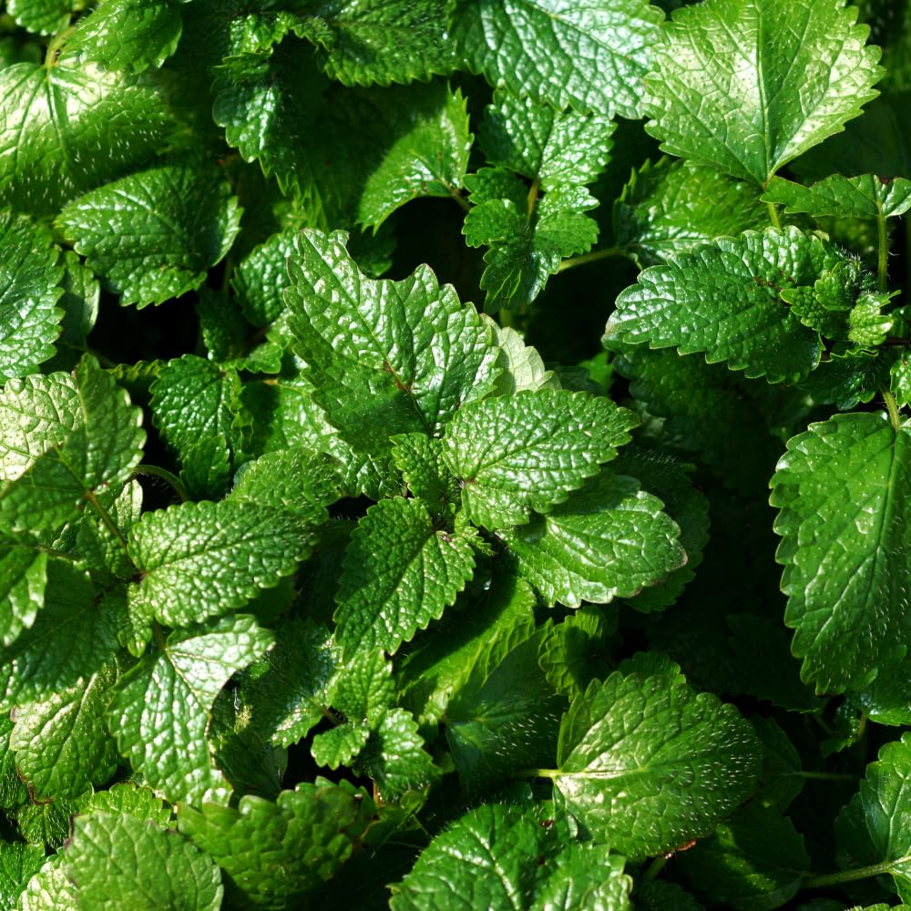 2 Lemon Balm Plants, Live Lemon Balm Herb Plant, Well Rooted Starter Plants 4-6 Inches