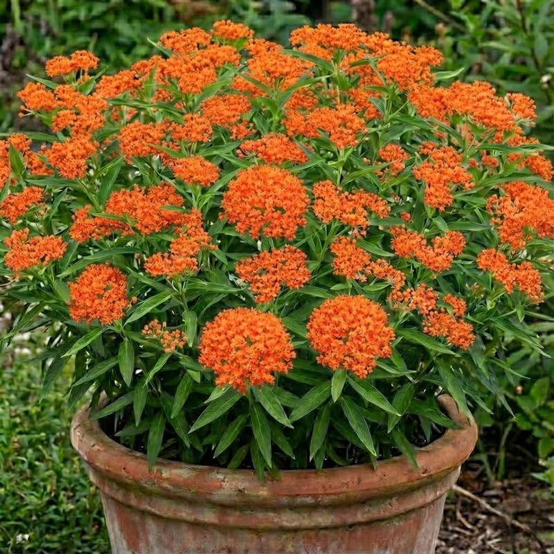 2 Orange Milkweed Plants Live for Spring Planting, Butterfly Mikweed 4-8" in Tall, Asclepias Tuberosa Plants Bush for Perennial Flowers Outdoor Growing