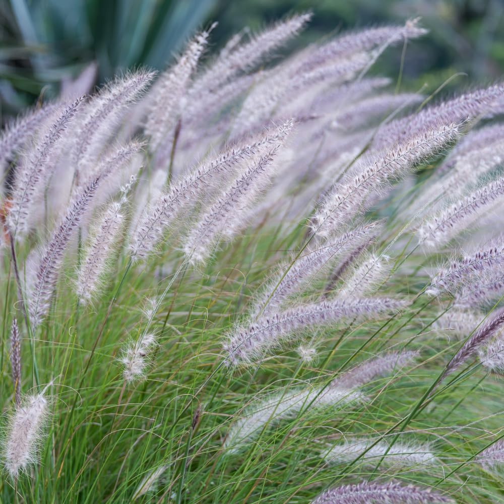 2 Fountain Grass Plants, Purple Fountain Grasses for Planting Perennial, 5 to 10 Inches Tall Ornamental Grass Plant Garden Indoor Outdoor