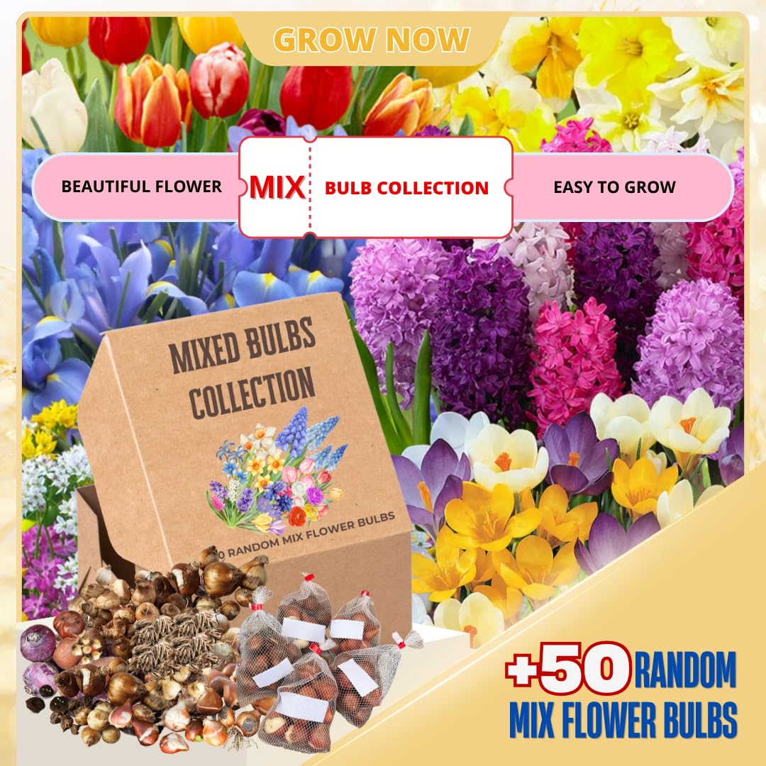 Pack 50 Multicolor Flower Bulbs for Fall Planting, Top-Size Bulbs, Mix Flower Bulbs for Planting, Bloom All Spring and Summer, Variety of Colors